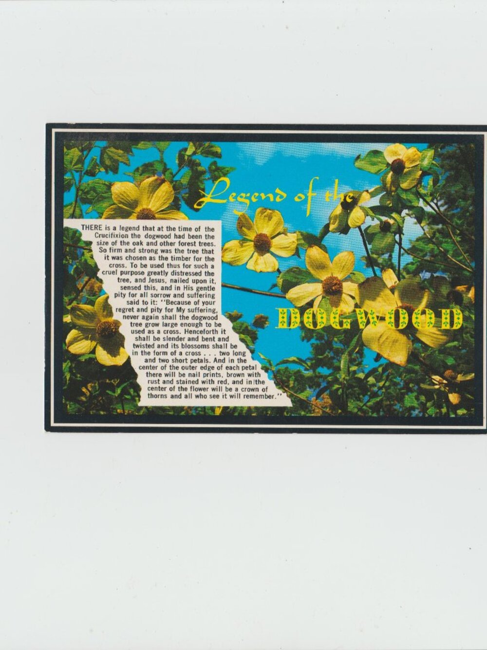 Vintage Postcard Titled " Legend Of The Dogwood"